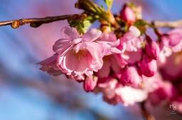 Körsbärsblommor i rosa och vitt